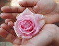 Woman hands holding pink beaurtiful rose, close up