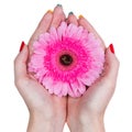 Woman hands holding a pink flower isolated on white background Royalty Free Stock Photo