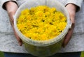 Woman hands holding the plastic bucket with many buds of yellow dandelions