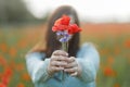 Woman hands holding poppy and cornflower bouquet in poppy field in evening summer countryside, close up. Atmospheric moment. Young Royalty Free Stock Photo