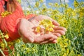 Woman hands holding a rapeseed flower, in the middle of a rapeseed field, on a bright day