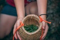 Woman hands holding freshly collected green tea leaves