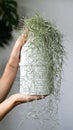 Woman hands holding a Spanish moss Tillandsia usneoides in white ceramic vase Royalty Free Stock Photo