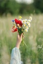 Woman hands holding wildflowers bouquet in field in evening summer countryside, close up. Atmospheric moment. Young female Royalty Free Stock Photo