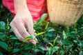 Woman hands holding young green tea leaves on hill in the morning with sunrise ray, agricultural tree