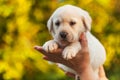 Woman hands holding a labrador puppy dog against yellow autumn foliage background Royalty Free Stock Photo