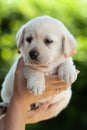 Woman hands holding a young labrador puppy dog Royalty Free Stock Photo