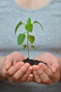 Woman hands holding young plant in fertil soil. Ecology concept Royalty Free Stock Photo