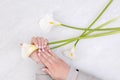 Woman hands holds calla flowers above grey marble table Royalty Free Stock Photo