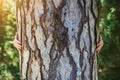 Woman hands hugging old tree trunk, sunny summer forest Royalty Free Stock Photo