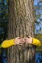 Woman hands hugging pine tree trunk in autumn forest Ecology and environment concept, eco lifestyle - change the world, protection Royalty Free Stock Photo