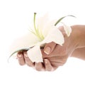 Woman hands and lilly flower Royalty Free Stock Photo