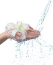 Woman hands with lily and stream of water. Royalty Free Stock Photo