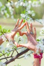 Woman hands with lot of rings and bracelets in heart symbol gesture in front cherry blossom closeup Royalty Free Stock Photo