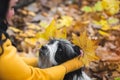 Woman hands made ears from autumn leaves to Tibetan terrier dog