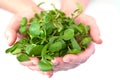Woman hands offering Watercress Royalty Free Stock Photo
