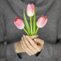 Woman hands with perfect nail art holding pink spring flowers tulips, sensual studio shot Royalty Free Stock Photo