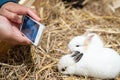 Woman hands photograph the Netherland Dwarf rabbit. Royalty Free Stock Photo