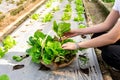 Woman hands picking fresh lettuce to basket in hydroponic vegetable garden. Farmer harvesting organic salad vegetable in farm Royalty Free Stock Photo