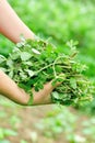 Woman hands picking herb at garden