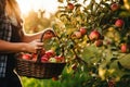 woman hands picking ripe apples, harvesting essence of organic farming and natural freshness.