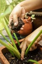 Woman hands planting houseplant. Filling pot with growing media