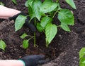 Woman hands planting pepper seedlings