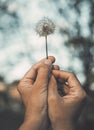 Woman hands raising up a dandelion flower against the sky. Nature and people lifestyle. Daydreaming and hope. Feeling and Royalty Free Stock Photo