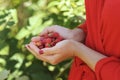 Woman hands with raspberry, outdoor near raspberry bush