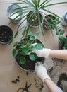 woman hands repotting house plant. indoor photo