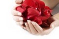 Žena ruky s ružou lístkov 