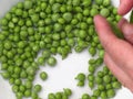 Woman hands are shelling green peas on a plate Royalty Free Stock Photo