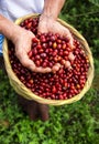 Woman hands showing delicious coffee berries, fresh harvest