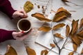 Woman hands with sweater holding cup of tea and open book with dry fallen leaf on retro wooden desk Royalty Free Stock Photo