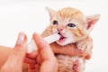 Woman hands with syringe feeding a cute rescue kitten