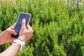 Woman hands take picture of wild rosemary with mobile phone, using  mobile application to recognise plant species online Royalty Free Stock Photo