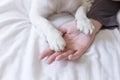 Woman hands touching her dog paws on white sheet on bed. Morning, love for animals concept. Home, indoors and lifestyle Royalty Free Stock Photo