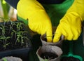 Woman is hands transplant small tomato seedlings into peat cups.