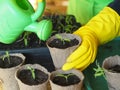 Woman is hands transplant small tomato seedlings into peat cups.