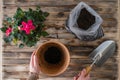 Woman hands transplanting rose flower plant a into a new pot with iron shovel, soil on the wooden plank table. Home gardening relo