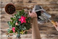 Woman hands transplanting rose flower plant a into a new pot with iron shovel, soil on the wooden plank table. Home gardening relo