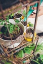 Woman hands watering seedlings in urban garden