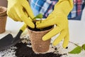 Woman hands in a yellow gloves transplating plant. Plant care concept