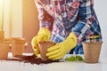 Woman hands in a yellow gloves transplating plant. Plant care concept