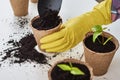 Woman hands in a yellow gloves transplating plant. Plant care concept