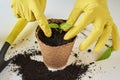 Woman hands in a yellow gloves transplating plant. Plant care concept