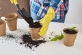 Woman hands in a yellow gloves transplating plant. Plant care concept