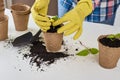 Woman hands in a yellow gloves transplating plant. Plant care concept