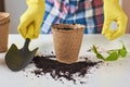 Woman hands in a yellow gloves transplating plant. Plant care concept