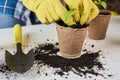 Woman hands in a yellow gloves transplating plant. Plant care concept